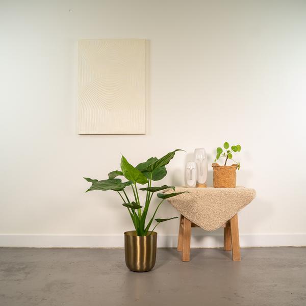 Alocasia Cucullata - Ø19cm - ↕65cm + Pot Mayk Gold - Bloomado