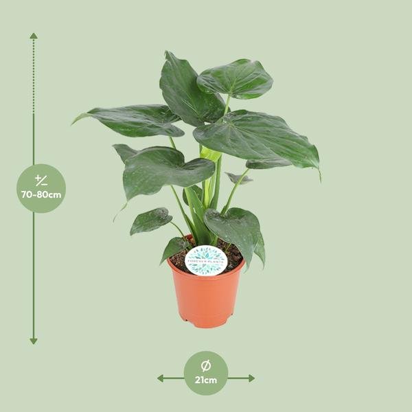 Alocasia Cucullata - Ø21cm - ↕80cm - Bloomado