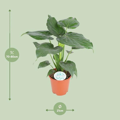 Alocasia Cucullata - Ø21cm - ↕80cm - Bloomado