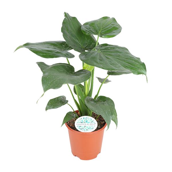 Alocasia Cucullata - Ø21cm - ↕80cm - Bloomado