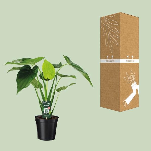 Alocasia Cucullata - Olifantsoor - Ø19cm - ↕55cm - Bloomado