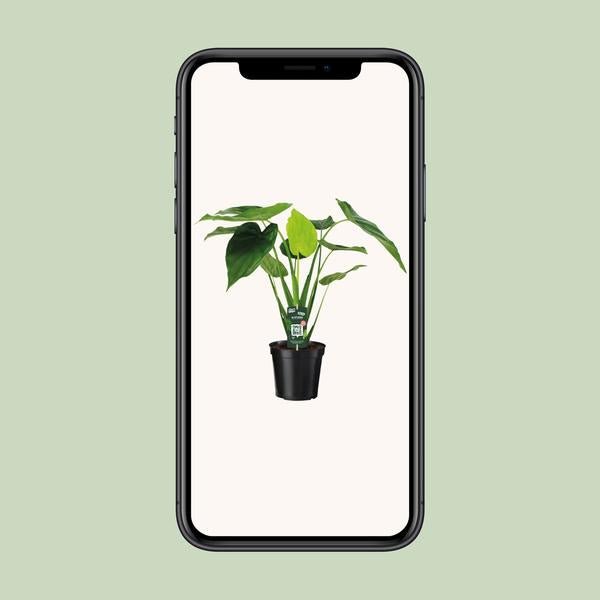 Alocasia Cucullata - Olifantsoor - Ø19cm - ↕55cm - Bloomado