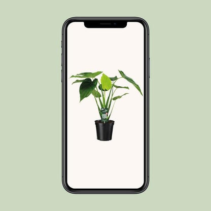 Alocasia Cucullata - Olifantsoor - Ø19cm - ↕55cm - Bloomado
