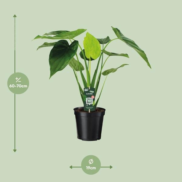 Alocasia Cucullata - Olifantsoor - Ø19cm - ↕55cm - Bloomado