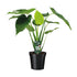 Alocasia Cucullata - Olifantsoor - Ø19cm - ↕55cm - Bloomado