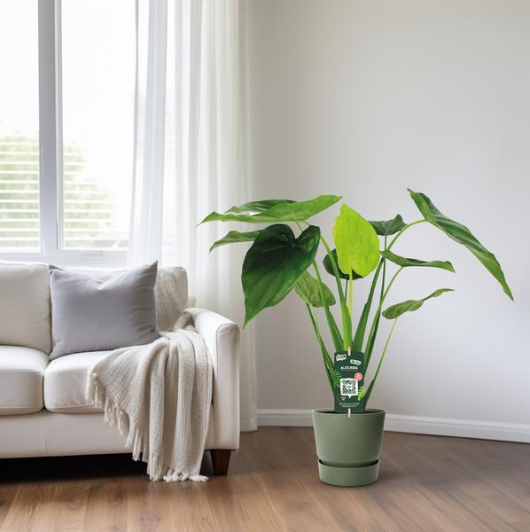 Alocasia Cucullata - Olifantsoor - Ø19cm - ↕55cm - Bloomado