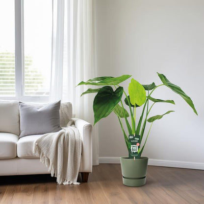 Alocasia Cucullata - Olifantsoor - Ø19cm - ↕55cm - Bloomado
