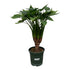 Alocasia Cucullatta stam - 120 cm - Ø26cm - Bloomado