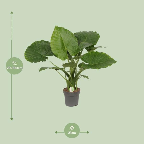 Alocasia Gageana California - Ø21cm - ↕80cm - Bloomado