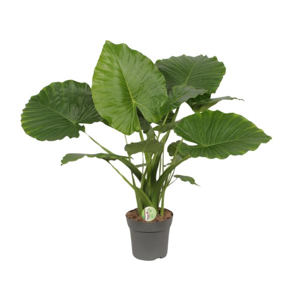 Alocasia Gageana California - Ø21cm - ↕80cm - Bloomado