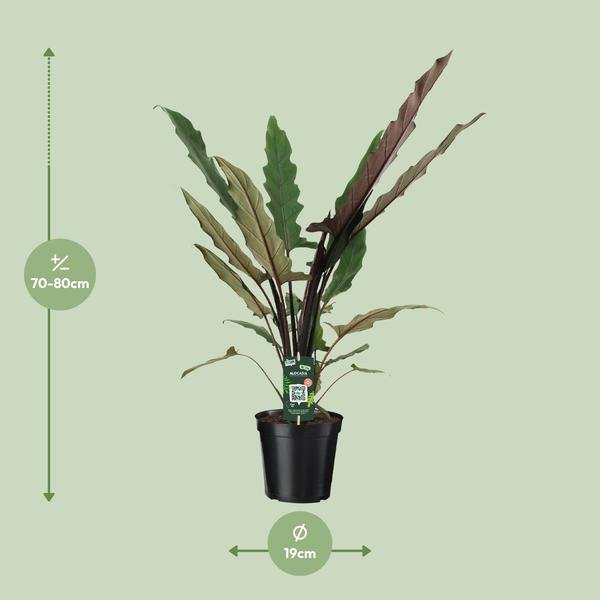 Alocasia Lauterbachiana - Ø19cm - ↕80cm - Bloomado
