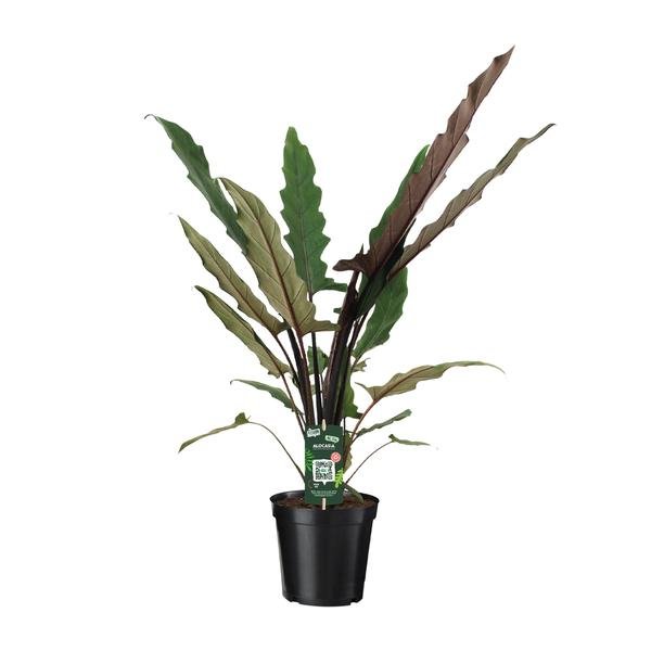 Alocasia Lauterbachiana - Ø19cm - ↕80cm - Bloomado