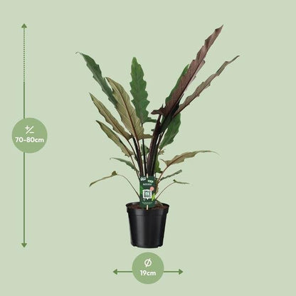 Alocasia Lauterbachiana - Ø19cm - ↕80cm - Bloomado