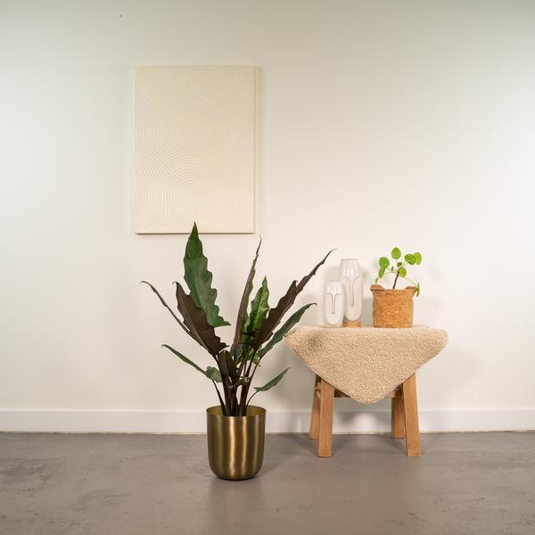 Alocasia Lauterbachiana - Ø19cm - ↕80cm + Pot Mayk Gold - Bloomado
