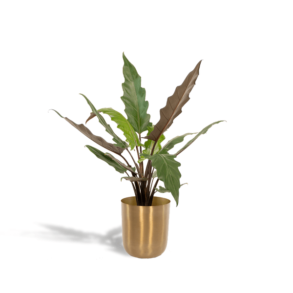 Alocasia Lauterbachiana - Ø19cm - ↕80cm + Pot Mayk Gold - Bloomado