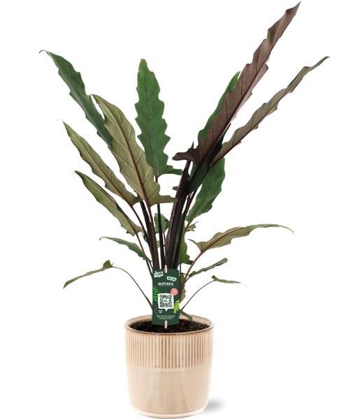 Alocasia Lauterbachiana - Ø19cm - ↕80cm + Terni Pot D20x20cm - Roze - Bloomado