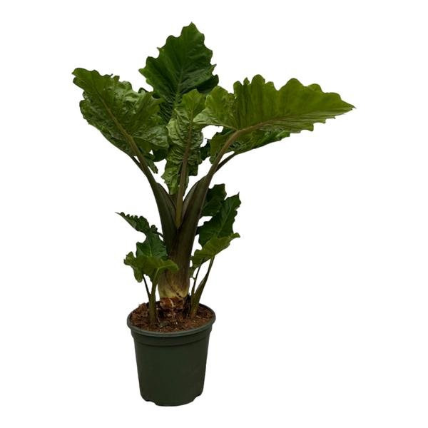 Alocasia Low Raider - 75 cm - Ø26cm - Bloomado