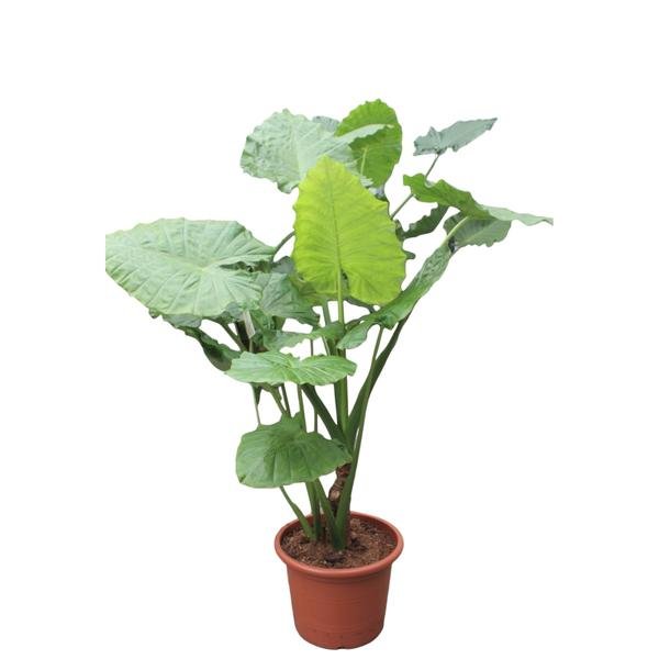 Alocasia Macrorrhiza - 180 cm - ø50 - Bloomado