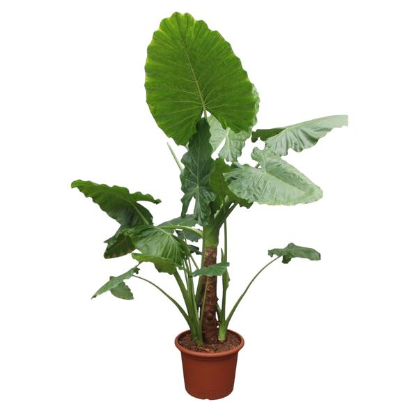 Alocasia Macrorrhiza - 250 cm - ø60 - Bloomado