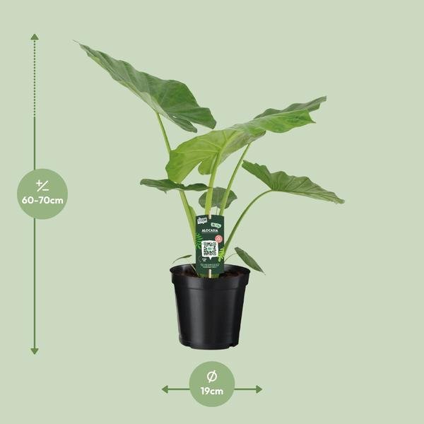 Alocasia Macrorrhiza - Ø19cm - ↕70cm - Bloomado