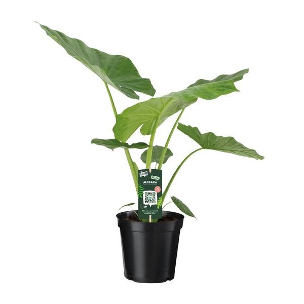 Alocasia Macrorrhiza - Ø19cm - ↕70cm - Bloomado