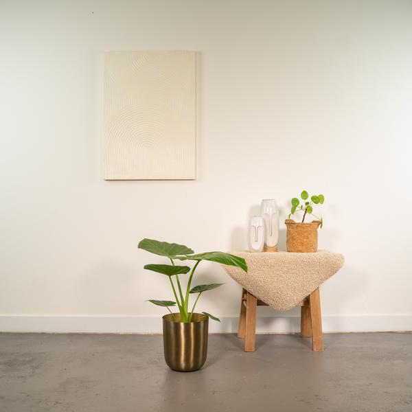 Alocasia Macrorrhiza - Ø19cm - ↕70cm + Pot Mayk Gold - Bloomado