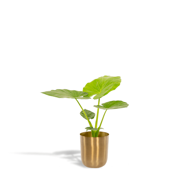 Alocasia Macrorrhiza - Ø19cm - ↕70cm + Pot Mayk Gold - Bloomado