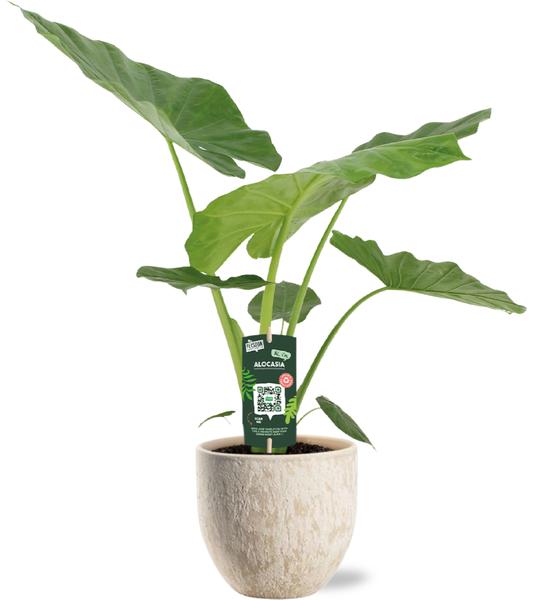 Alocasia Macrorrhiza - Ø19cm - ↕70cm + Sem Pot D20x18cm - Beige - Bloomado