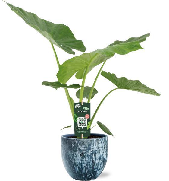 Alocasia Macrorrhiza - Ø19cm - ↕70cm + Sem Pot D20x18cm - Blauw - Bloomado