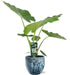 Alocasia Macrorrhiza - Ø19cm - ↕70cm + Sem Pot D20x18cm - Blauw - Bloomado