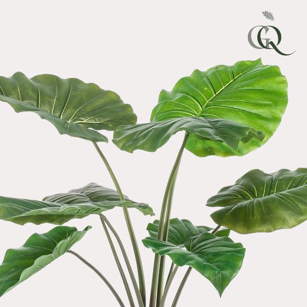 Alocasia - Olifantsoor 70 cm - Bloomado