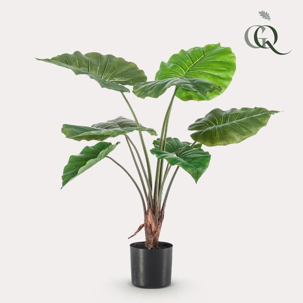 Alocasia - Olifantsoor 70 cm - Bloomado