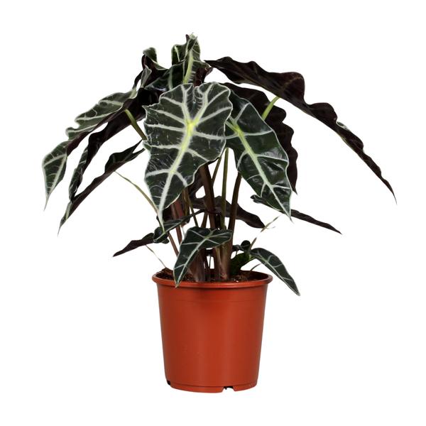 Alocasia Polly - Ø17cm - ↕45cm - Bloomado