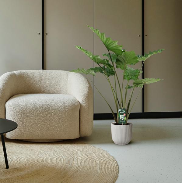 Alocasia Portodora - 140 cm - Ø34cm - Bloomado