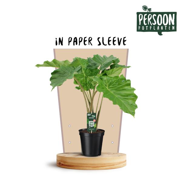 Alocasia Portodora - Ø21cm - ↕75cm - Bloomado