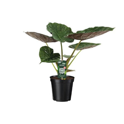 Alocasia Wentii - Olifantsoor - Ø19cm - ↕70cm - Bloomado