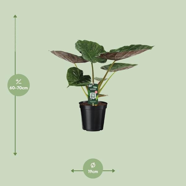Alocasia Wentii - Olifantsoor - Ø19cm - ↕70cm - Bloomado