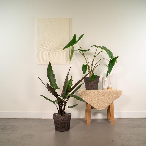Alocasia Zebrina - Ø19cm - ↕75cm + Alocasia Lauterbachiana - Ø19cm - ↕75cm - Bloomado