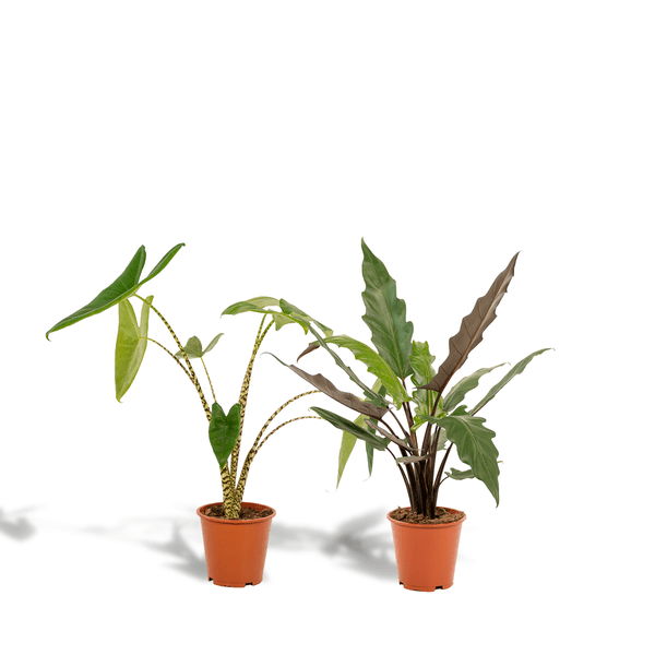 Alocasia Zebrina - Ø19cm - ↕75cm + Alocasia Lauterbachiana - Ø19cm - ↕75cm - Bloomado
