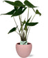 Alocasia Zebrina - Ø19cm - ↕75cm + Bowl Pot D19/21x18,5cm - Roze - Bloomado