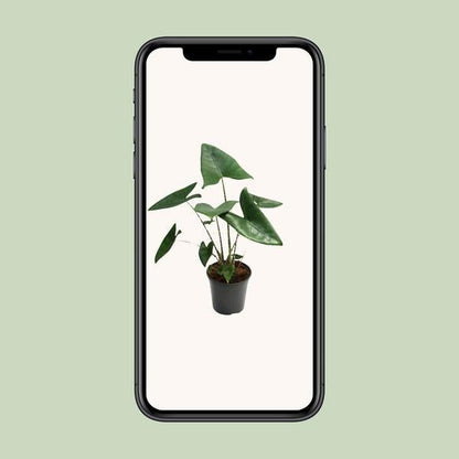 Alocasia Zebrina - Ø21cm - ↕80cm - Bloomado