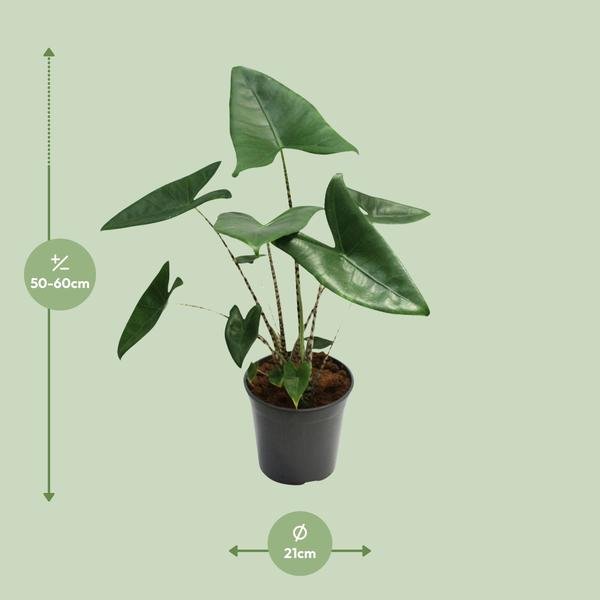 Alocasia Zebrina - Ø21cm - ↕80cm - Bloomado
