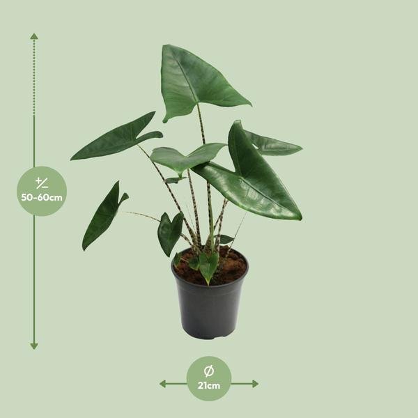 Alocasia Zebrina - Ø21cm - ↕80cm - Bloomado