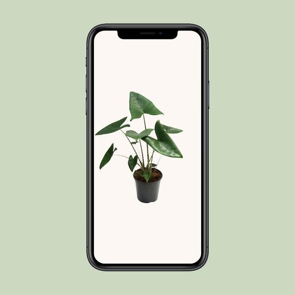 Alocasia Zebrina - Ø21cm - ↕80cm - Bloomado
