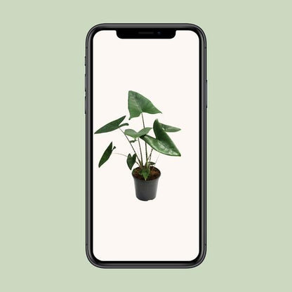 Alocasia Zebrina - Ø21cm - ↕80cm - Bloomado