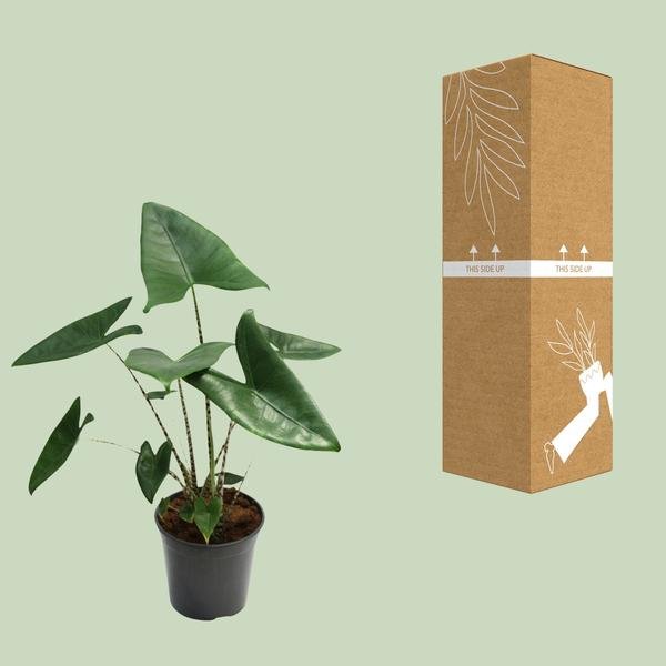Alocasia Zebrina - Ø21cm - ↕80cm - Bloomado