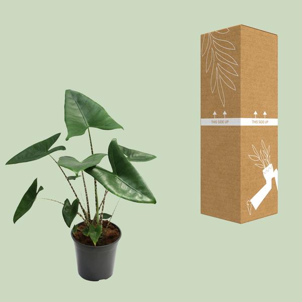 Alocasia Zebrina - Ø21cm - ↕80cm - Bloomado
