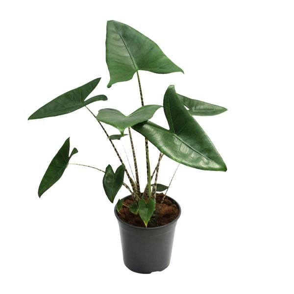 Alocasia Zebrina - Ø21cm - ↕80cm - Bloomado