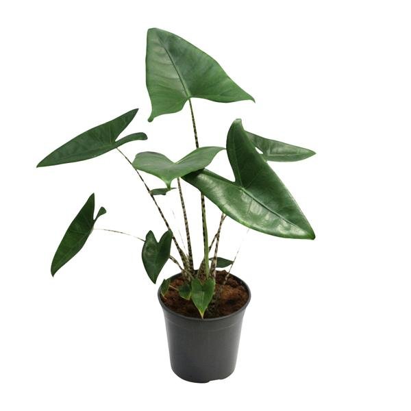 Alocasia Zebrina - Ø21cm - ↕80cm - Bloomado