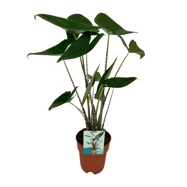 Alocasia Zebrina - Olifantsoor - Ø19cm - ↕75cm - Bloomado